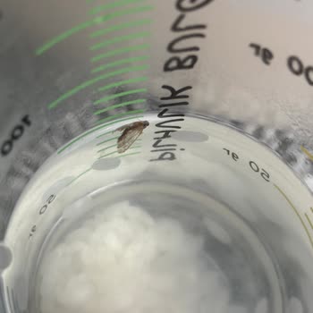 Reis Gıda Kelebekli Baldo Pirinç