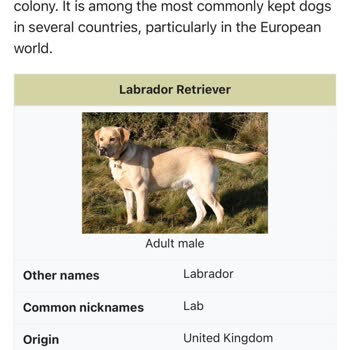 Yağız Pet Club Vicdansızlığı