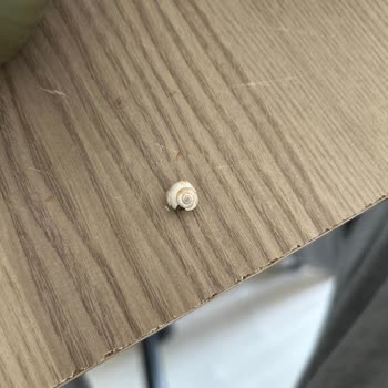 Yurdum Konserve Yurdum Garnitürden Salyangoz