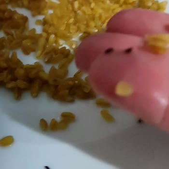 Duru Bakliyat Böcekli Ürün