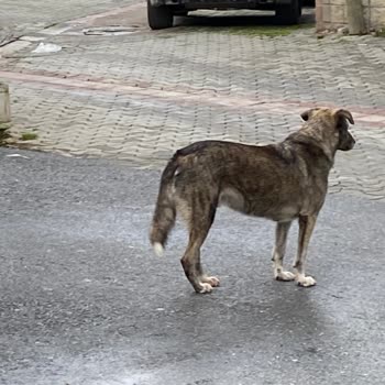 İBB - İstanbul Büyükşehir Belediyesi Ataşehir Küçükbakkalköy Mah Sokak Köpekleri