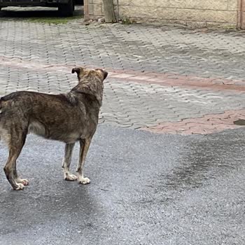 İBB - İstanbul Büyükşehir Belediyesi Ataşehir Küçükbakkalköy Mah Sokak Köpekleri