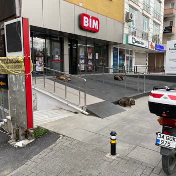 İBB - İstanbul Büyükşehir Belediyesi Ataşehir Küçükbakkalköy Mah Sokak Köpekleri