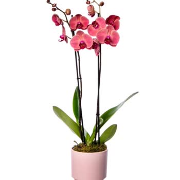 Çiçek Sepeti Yanlış Çiçek Gönderdi