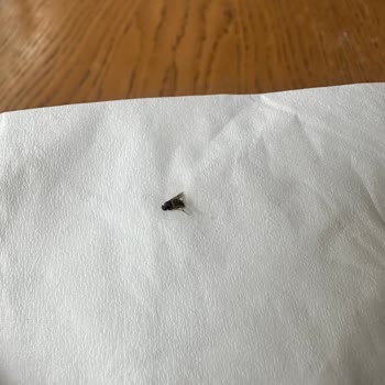 Özsüt'e Makarnamdan Çıkan Sinek