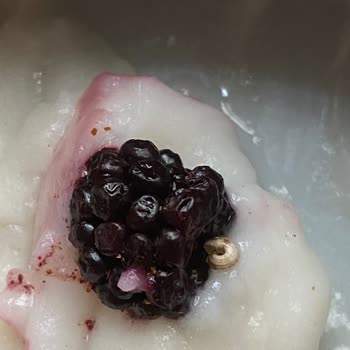 Lavi Juice Donmuş Meyve Sümüklü Böcek Kabuğu