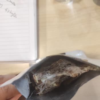 Anında Bitiyo Kuruyemiş İçinde Böcek