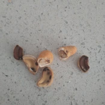 A101 Çerezya Şikayet Soslu Kaju