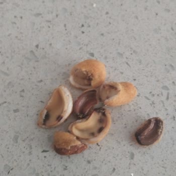 A101 Çerezya Şikayet Soslu Kaju