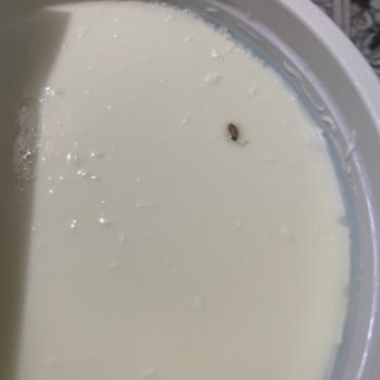 Sütaş Yoğurttan Böcek Çıktı