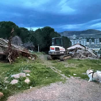 İzmir Valiliği 100 Adet Çam Ağacının Hukuksuz Şekilde Kesilmesi