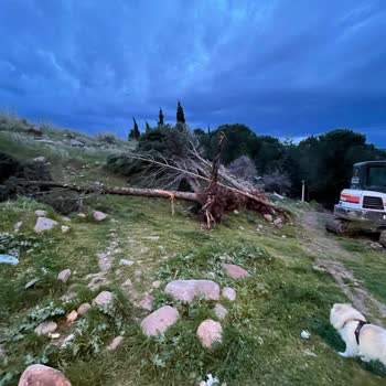 İzmir Valiliği 100 Adet Çam Ağacının Hukuksuz Şekilde Kesilmesi