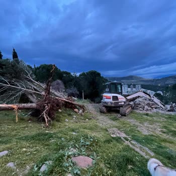 İzmir Valiliği 100 Adet Çam Ağacının Hukuksuz Şekilde Kesilmesi