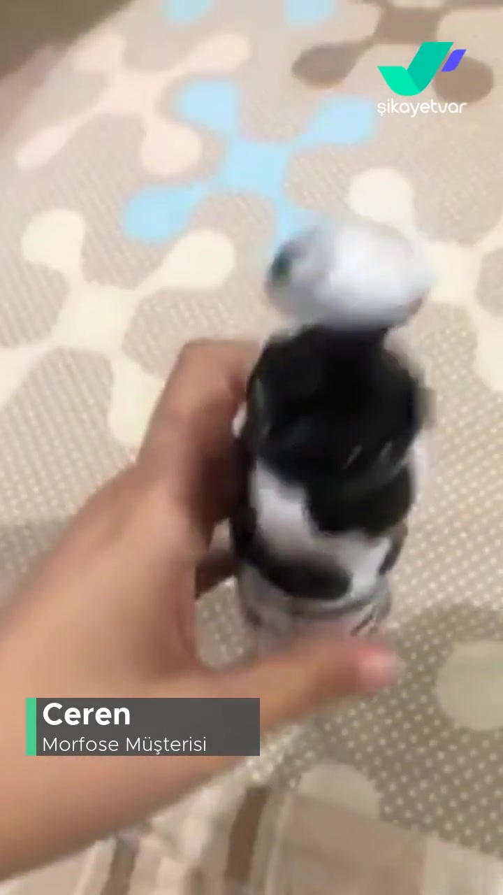 Morfose Saç Köpüğü Sıvı Akıtıyor! videonun kapak resmi