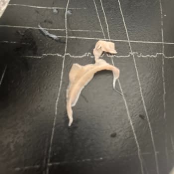 Sütaş Ayranın İçinden Çıkan Cisim