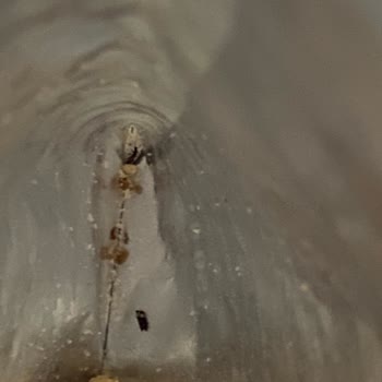 A101 Çerezya Yer Fıstığında Böcek