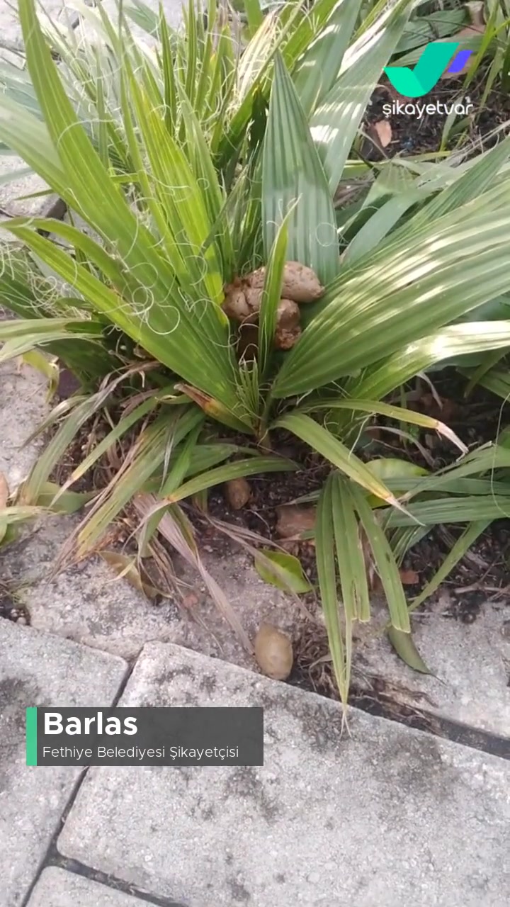 Fethiye Belediyesi İşletme Önünde Hayvan Sevgisi Adı Altında Yapılan Saygısızlık! videonun kapak resmi