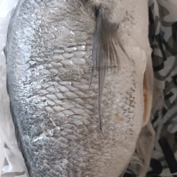 İzmir İstinyePark Macro Center Bozuk Balık Satıyor