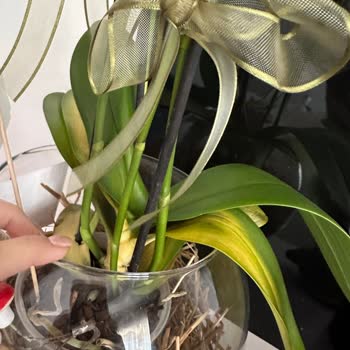 Çiçek Sepeti Sağlıksız Ürü