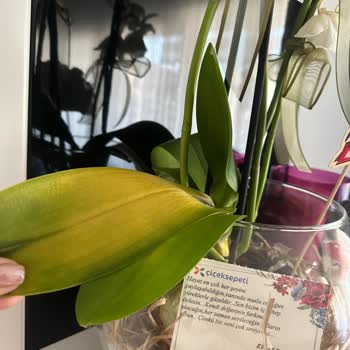 Çiçek Sepeti Sağlıksız Ürü