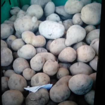 Şok Market İndirimli Çürük Patates
