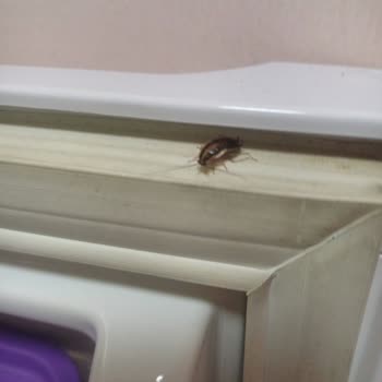 KYK Odasını Böcek Bastı