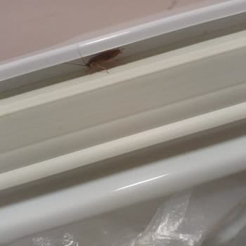 KYK Odasını Böcek Bastı