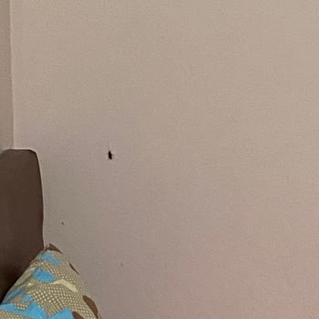 KYK Odasını Böcek Bastı