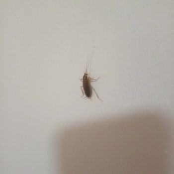 KYK Odasını Böcek Bastı