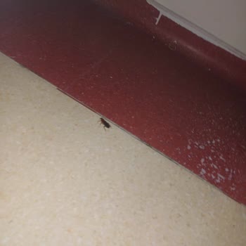 KYK Odasını Böcek Bastı