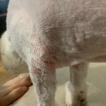 Vet Pegas Yavrunuzu Seviyorsanız Götürmeyin