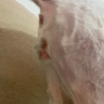 Vet Pegas Yavrunuzu Seviyorsanız Götürmeyin