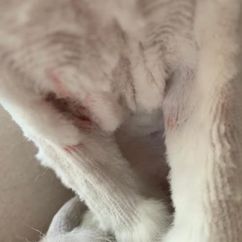 Vet Pegas Yavrunuzu Seviyorsanız Götürmeyin