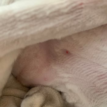 Vet Pegas Yavrunuzu Seviyorsanız Götürmeyin