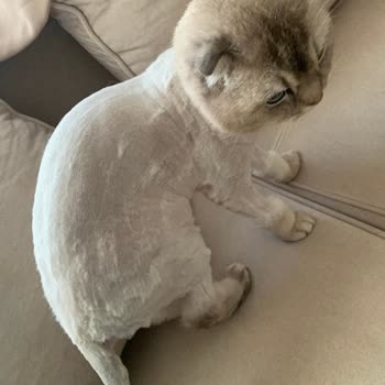 Vet Pegas Yavrunuzu Seviyorsanız Götürmeyin