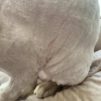 Vet Pegas Yavrunuzu Seviyorsanız Götürmeyin