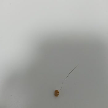 Eti Gıda Eti Krakerin İçinden Kıl Çıktı