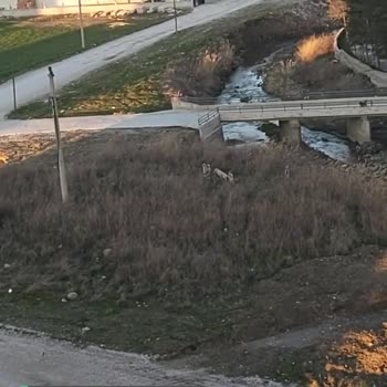 Sungurlu Belediyesi Sokak Köpekleri Toplansın