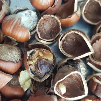 Halktan Kuruyemiş 'den Bozuk Çürümüş Kabuklu Fındık