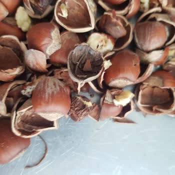 Halktan Kuruyemiş 'den Bozuk Çürümüş Kabuklu Fındık