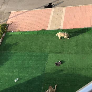Mersin Büyükşehir Belediyesi Mersin Mezitli Saldıran Köpekler