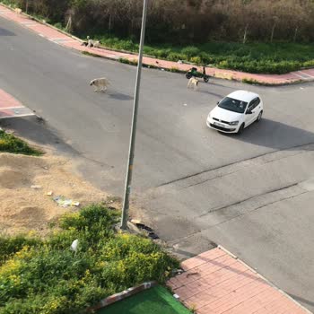 Mersin Büyükşehir Belediyesi Mersin Mezitli Saldıran Köpekler