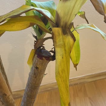 Tohumevi Ofis Bitkisi Hayal Kırıklığı Ve İade Sorunu