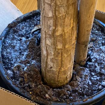 Tohumevi Ofis Bitkisi Hayal Kırıklığı Ve İade Sorunu