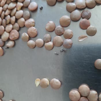 Doyum Marka Organik Böcekli Yeşil Mercimek