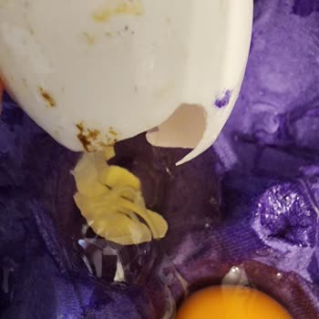 Besici Yumurta Yumurtalar Hem Kirik Çatlak Coğu Da Yapışmış Halde