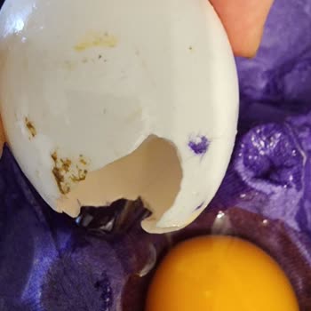 Besici Yumurta Yumurtalar Hem Kirik Çatlak Coğu Da Yapışmış Halde