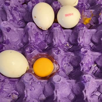 Besici Yumurta Yumurtalar Hem Kirik Çatlak Coğu Da Yapışmış Halde