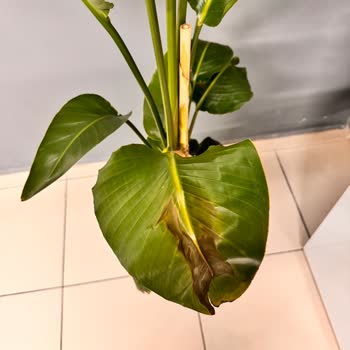 Marmara Çiçek Maltepe Ürün Arkasında Durmuyor