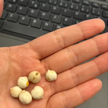 Peyman Ağızda Dağılan Değil Diş Kıran Beyaz Leblebi!